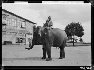 Hagenbeck, Elefant