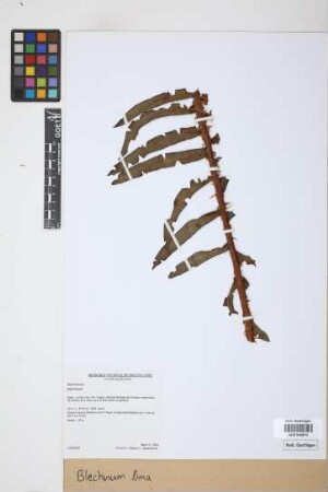 Blechnum lima Rosenst.