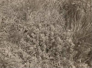 Sand-Thymian (Thymus serpyllum)