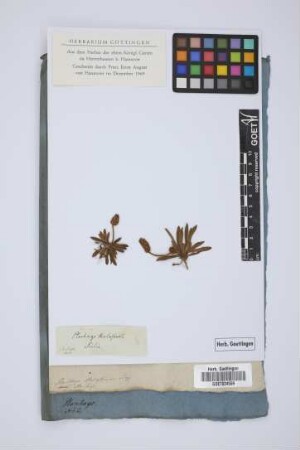 Plantago holosteum Scop.