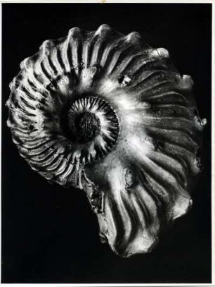 Tintenfischgehäuse, Gault. Hoplites Lam., Lautus Park, Folkestone, England