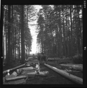 Traditionelle Waldwirtschaft - Holzrücken