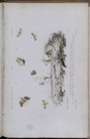Pl. 109 [bis] Pl. 116.