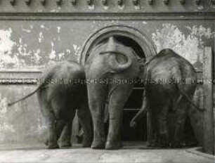 Drei Elefanten im Tierpark