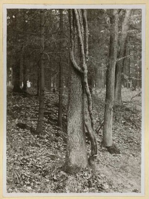 Oberlausitz : Taucherwald. Efeustamm an einer Eiche