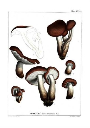 Tav. XXXII. Agaricus albo-brunneus Pers.