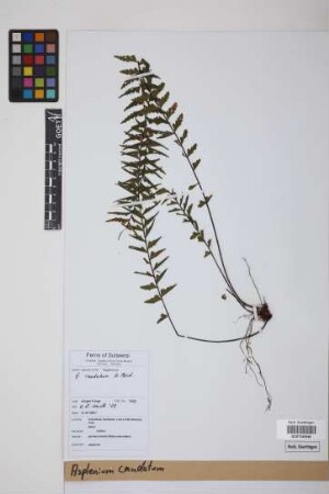 Asplenium caudatum G.Forst.