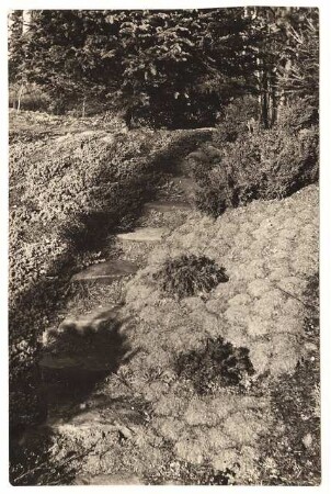 Garten Leo van den Bergh, Berlin-Kladow: Stufen in den waldigen Gartenteil