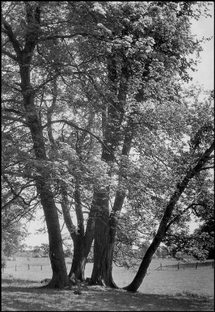 Marienwerder, Gutspark
