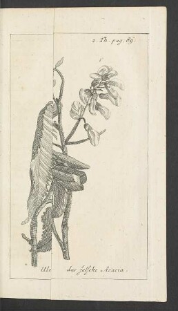 Tafel: Ulme mit grossen Blättern. das falsche Acacia.