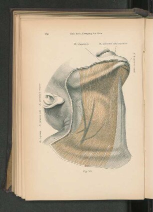 Fig. 181. Hals nach Abtragung der Haut.