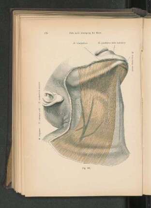 Fig. 181. Hals nach Abtragung der Haut.