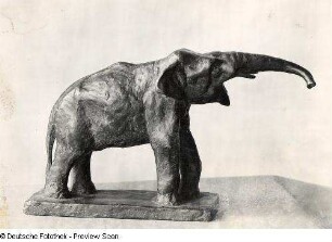 Elefant (Trompetender Elefant)