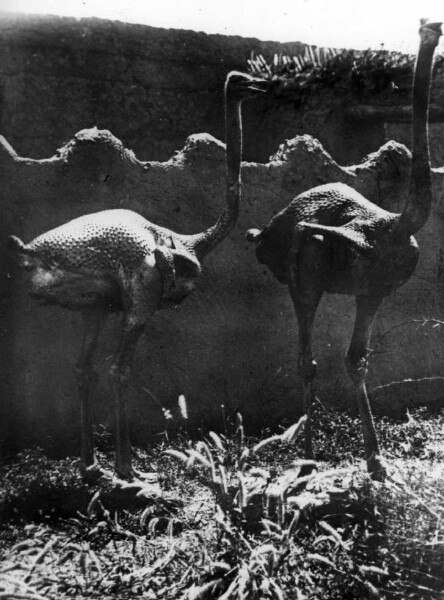 Plucked African soup chickens