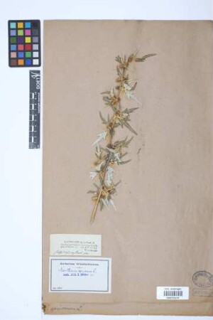Xanthium spinosum L.