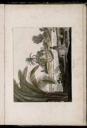 Pl. XVI. Iles Radak