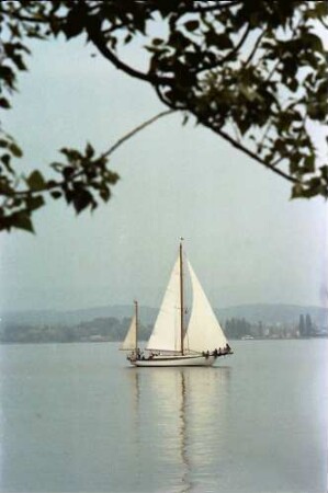Mainau, Insel Mainau: Segler vor der Mainau (durch Bäume)