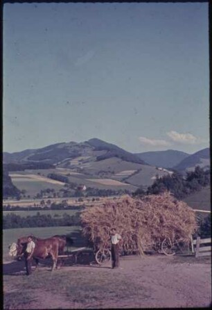 Getreideernte im Dreisamtal