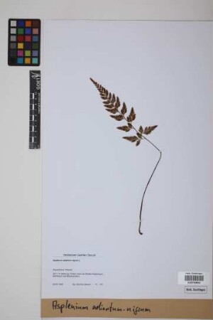 Asplenium adiantum-nigrum L.