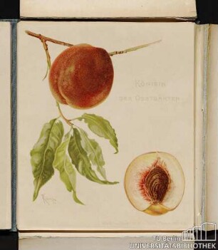 Königin der Obstgärten