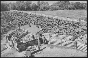 Pendleton, Oregon. Stock Ranch