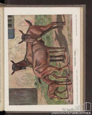 Guggisberger Ziegen : 58. Kunstbeilage des "Lehrmeisters im Garten und Kleintierhof", Leipzig