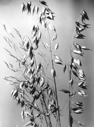 Hafer - Avena sativa, fruchtende Rispen