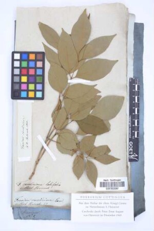 Fraxinus caroliniana Lam.