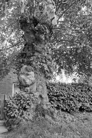 Mollhagen: Viehkatenstraße nach Sprenge: Ostseite: bei Gehöft: alter Lindenbaum: links Gartenpforte [angeschnitten], rechts Hecke