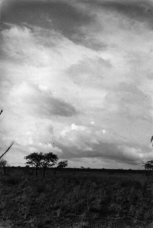 Grassteppe : Grassteppe mit vereinzelten Büschen. Im Boden überwiegend Sandstein.