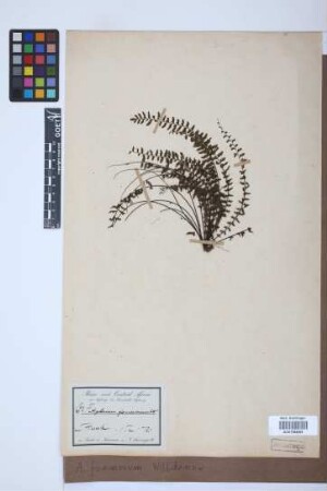 Asplenium formosum Willd.