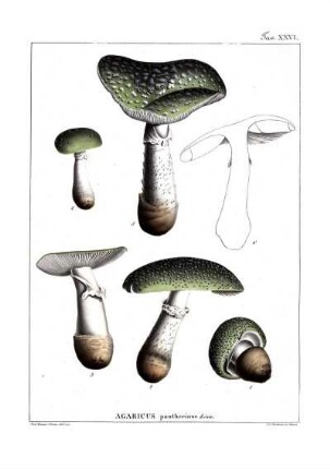 Tav. XXVI. Agaricus pantherinus Linn.