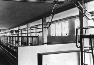 Anbindestall mit Rohrmelkanlage