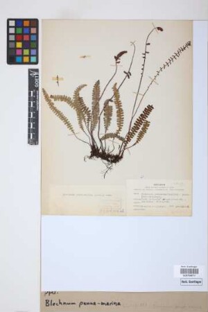 Blechnum penna-marina (Poir.) Kuhn