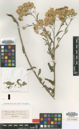 Vernonia abyssinica Sch.Bip. ex Walp. [type]
