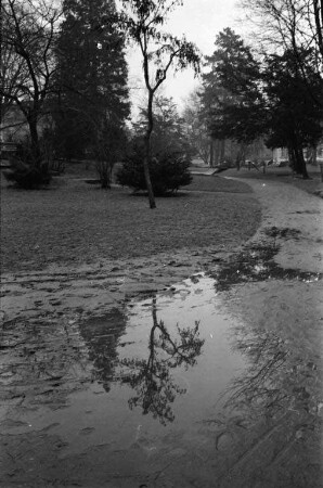 Natur am Friedrichsplatz.