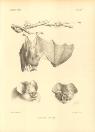 Pl. XXVI. Caelops Frithi