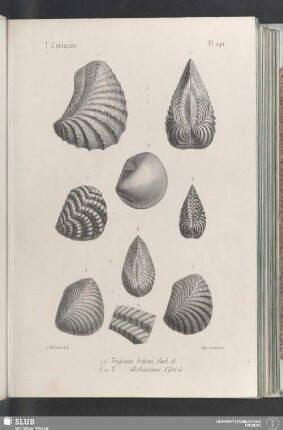 Pl. 290
