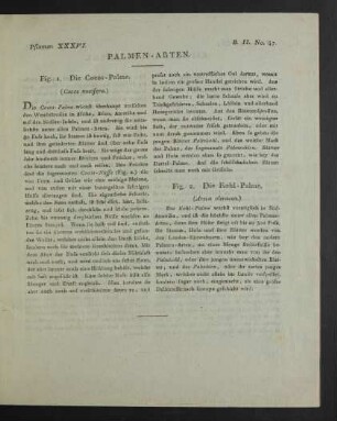 Pflanzen XXXVI. Palmen-Arten.