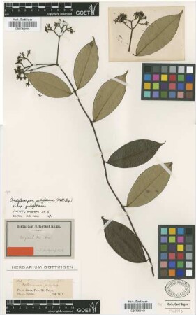 Condylocarpon pubiflorum Muell.Arg. subsp. pubiflorum Muell.Arg.[isotype]