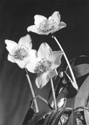 Christrose oder Schneerose, Schwarzer Nieswurz - Helleborus niger, Blüten