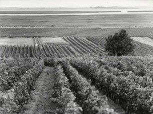 Weinfelder im Burgenland, Neusiedler See