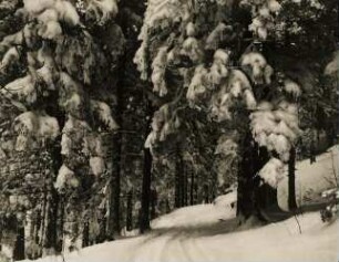 Winterlandschaft. Tief verschneiter Wald.