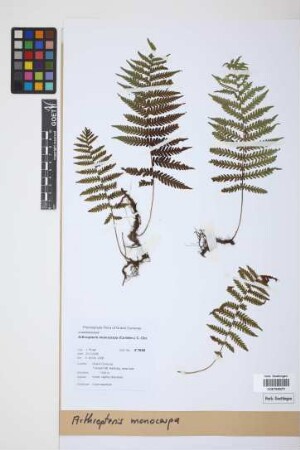 Arthropteris monocarpa (Cordem.) C.Chr.