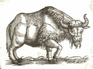 Der Wisent : Der Wisent, nach Herderstens "Moskowia", Wien 1557