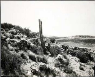 Felsenbusch mit Cereus Pasacana auf der Isla de Panza