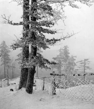 Winterbilder. Verschneiter Wald. Ansicht mit einzelnem Baum und Drahtzaun einer Schonungseinfriedung