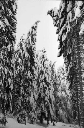 St. Blasien - Todtmoos: Verschneiter Tannenwald