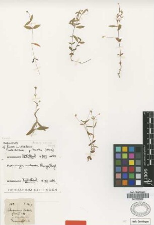 Arenaria umbrosa Bunge [type]