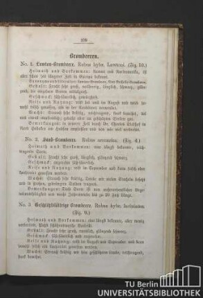 No. 1. Lawton-Brombeere. Rubus hybr. Lawtoni - No. 13. Multebeere. Rubus Chamaemours L.